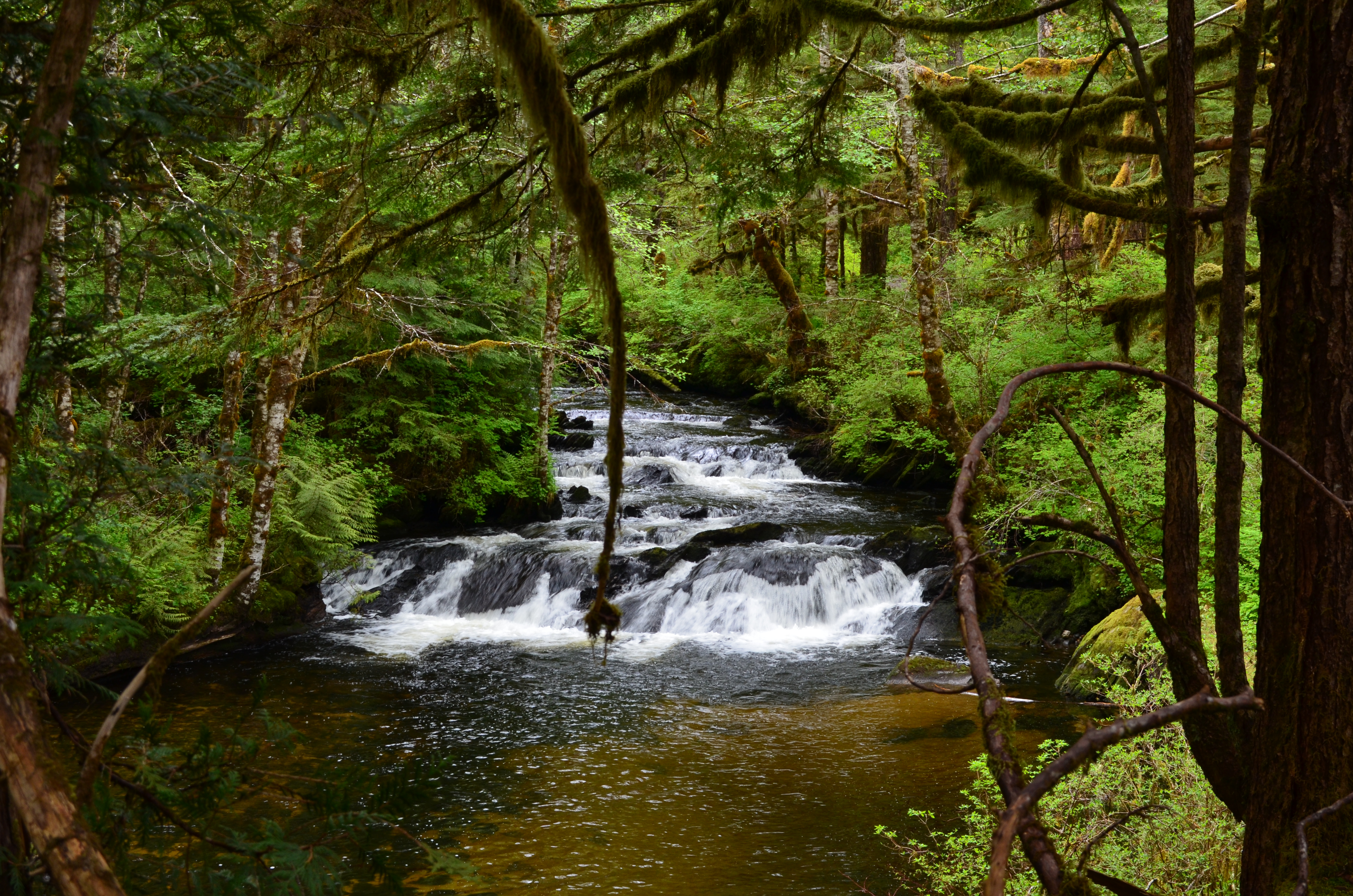 ./2017/08 - Alaska Cruise/11 - Ketchikan/DSC_0526.JPG